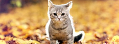 Kedi Bakımının İncelikleri